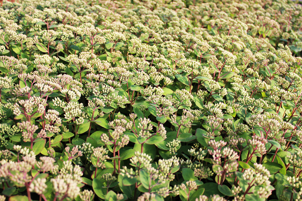 IMG_0035sedum-matrona Hylotelephium matrona, Hohe Fetthenne