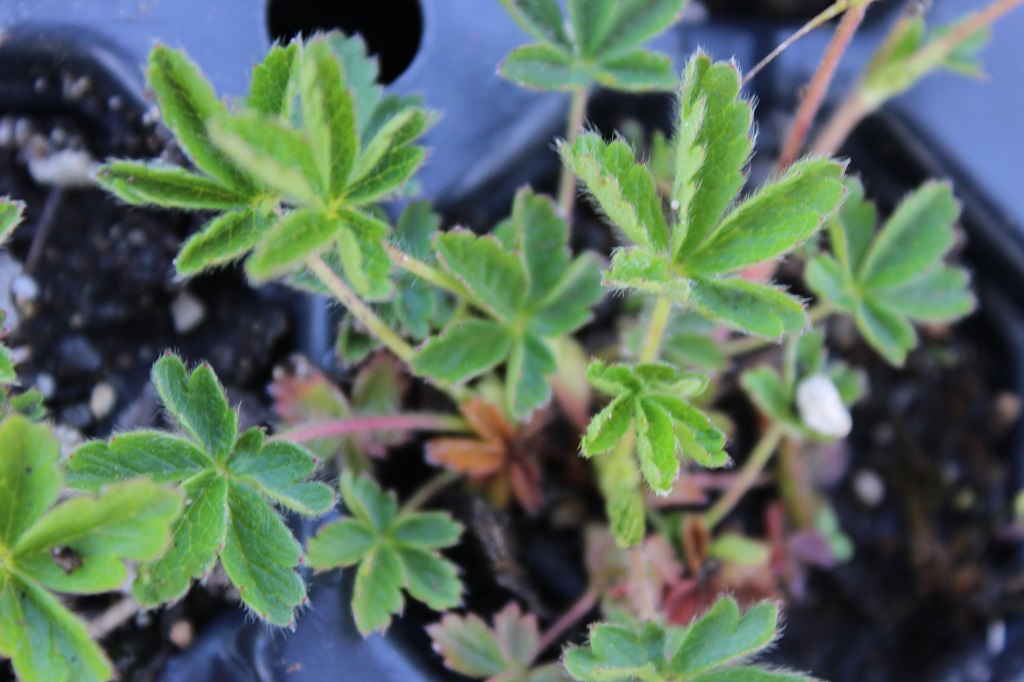 Potentilla argentea- Silber Fingerkraut