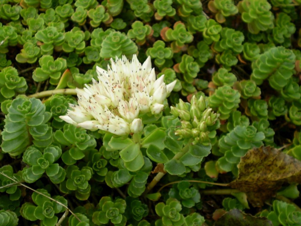 Sedum spurium album superbum, Teppich-Sedum