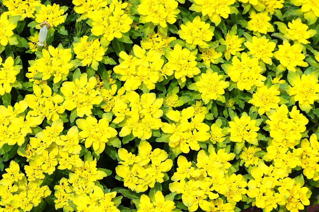 Euphorbia epithymoides – Gold-Wolfsmilch
