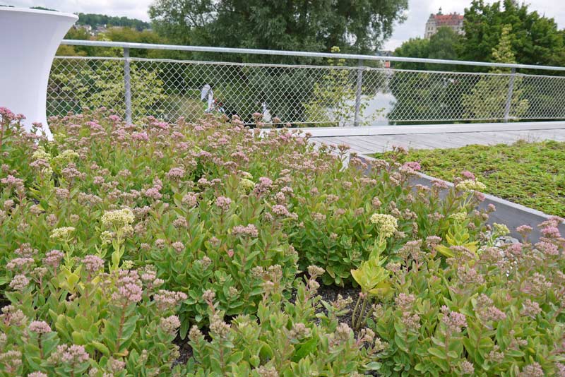 Hylotelephium Herbstfreude, Hohes-Fettblatt