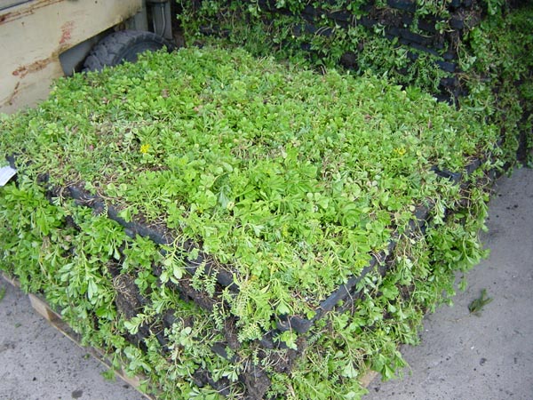 Vegetationsmatte, Sedumteppich