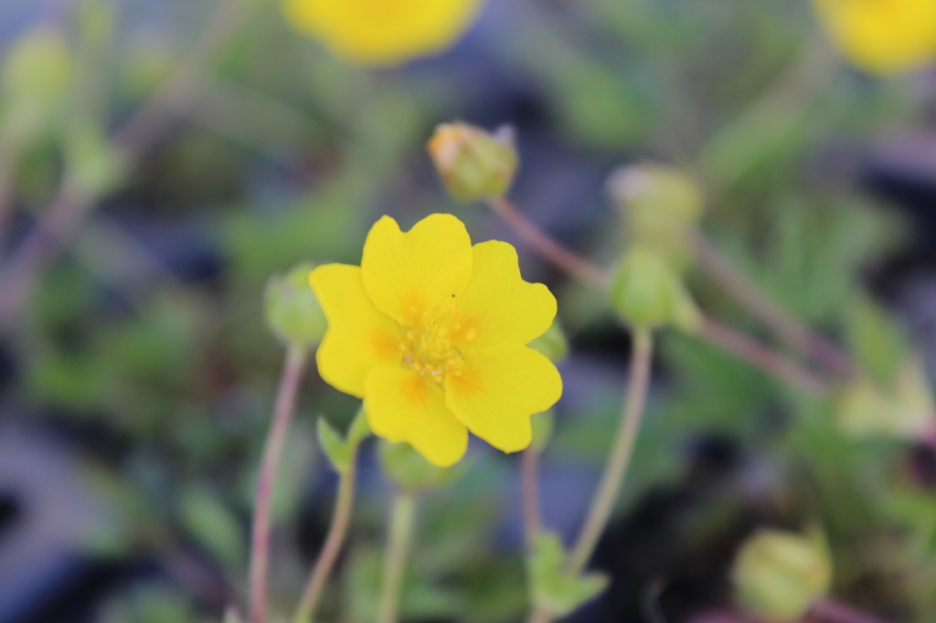 Potentilla argentea- Silber Fingerkraut