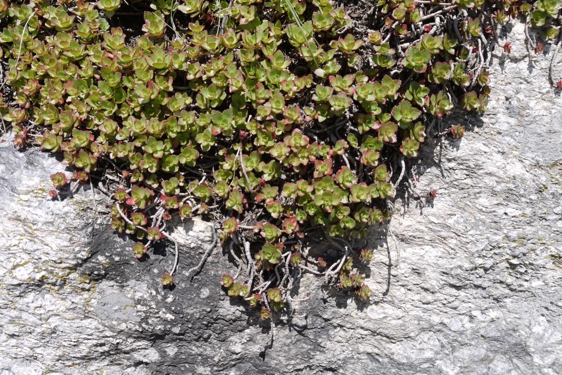 Sedum spurium roseum - Rosa Teppich-Fettblatt