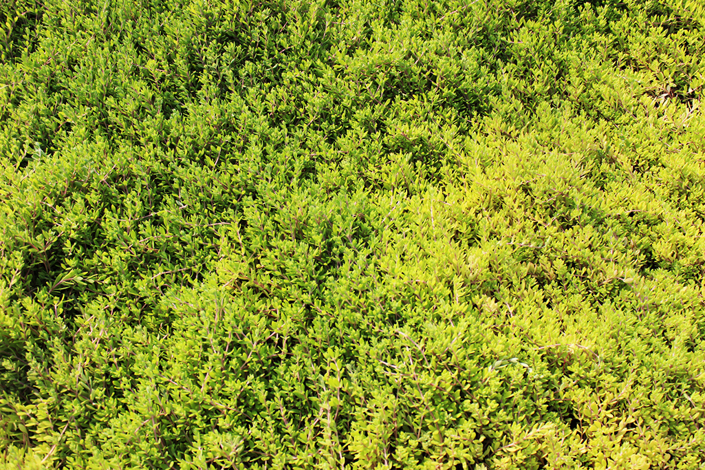 Sedum sarmentosum, Chinaranken Sedum