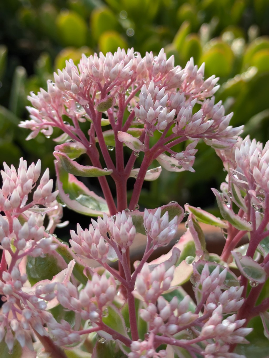 Hylotelephium telephium variegata, La vie en rose