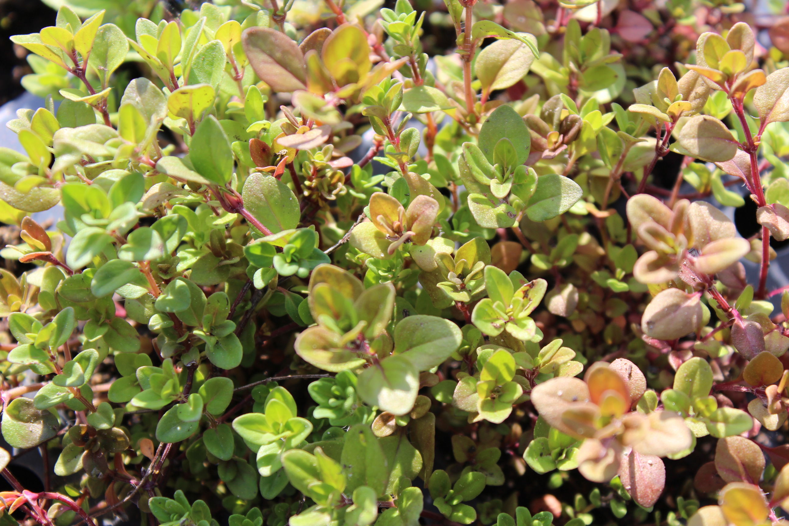Thymus pulegioides – Echter Quendel