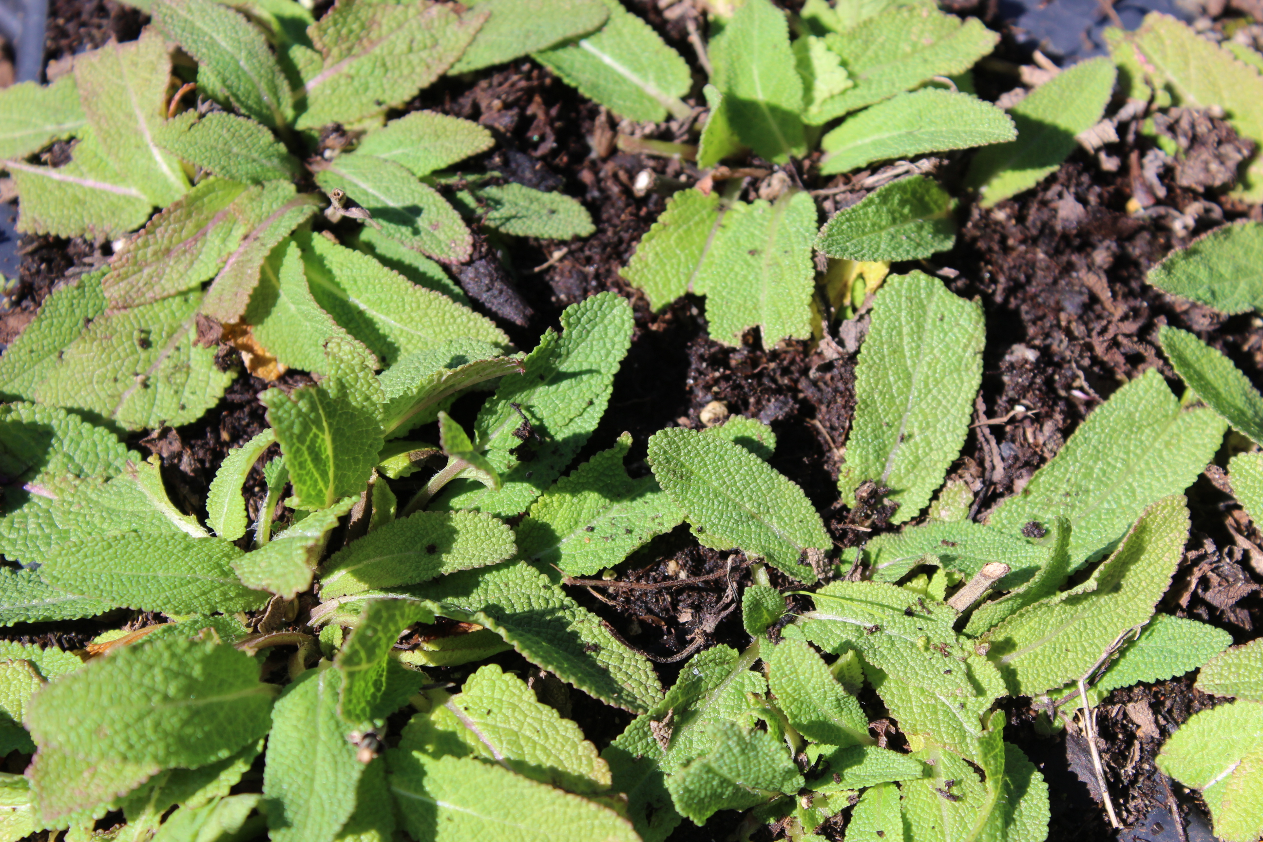 Salvia pratensis, Wiesensalbei