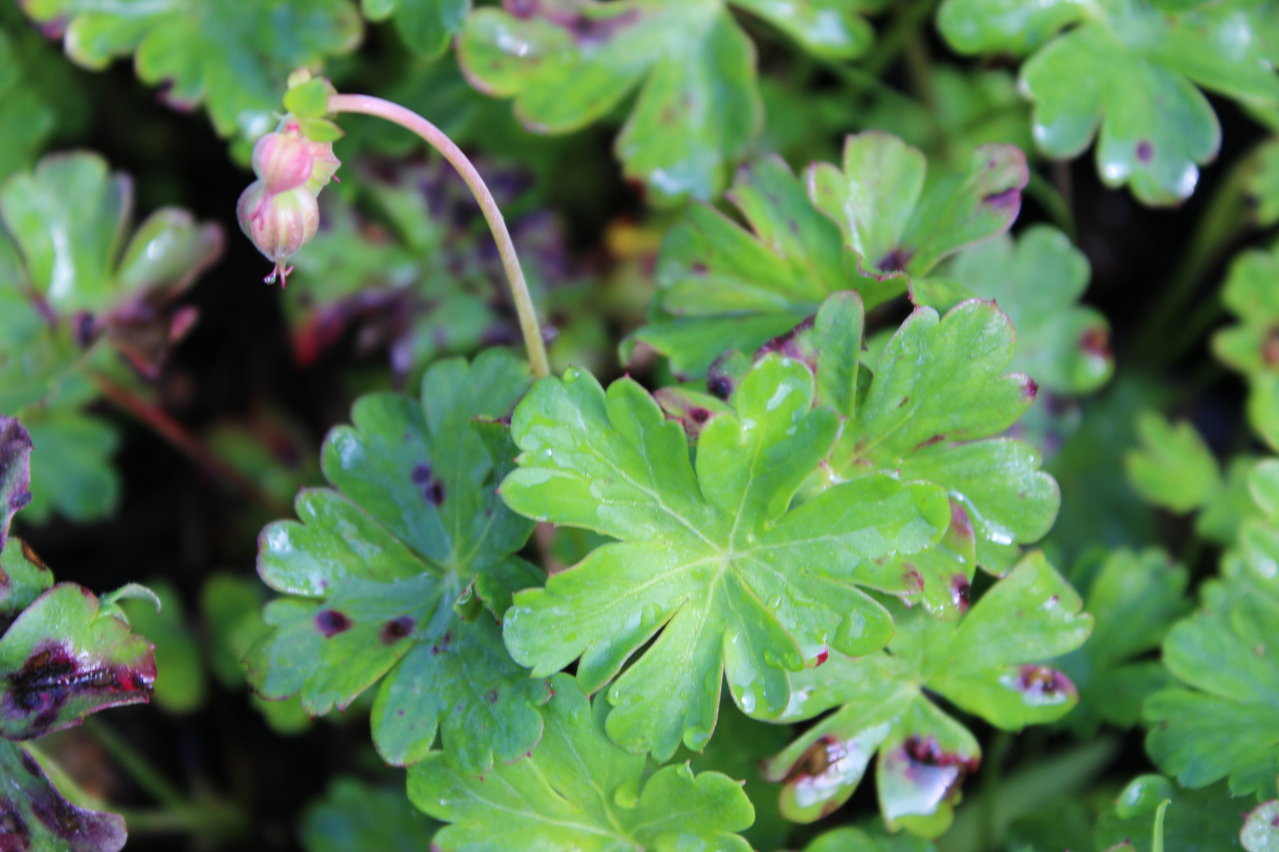 Geranium biokovo - Storchschnabel Biokovo