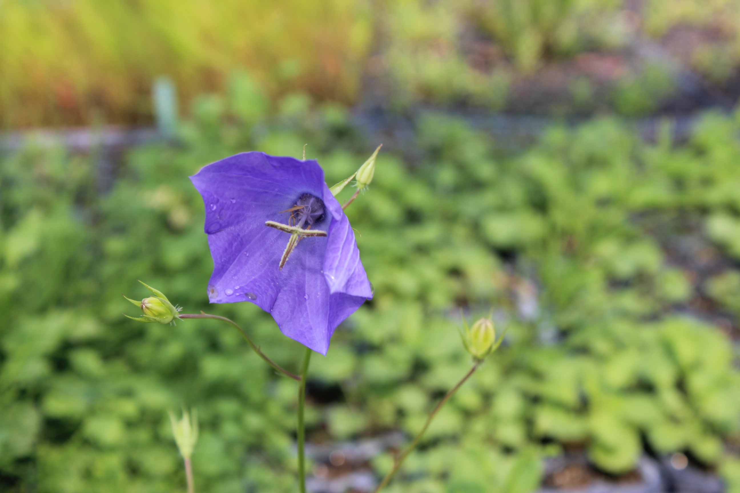 Campanula carpatica, Karpaten-Glockenblume