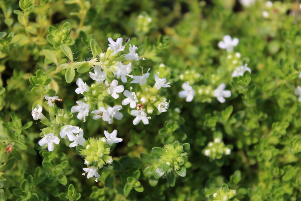 Thymus serpyllum Albus – Weißer Sand-Thymian