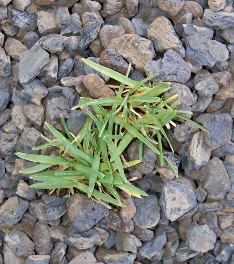 Poa alpina, Alpen-Rispengras
