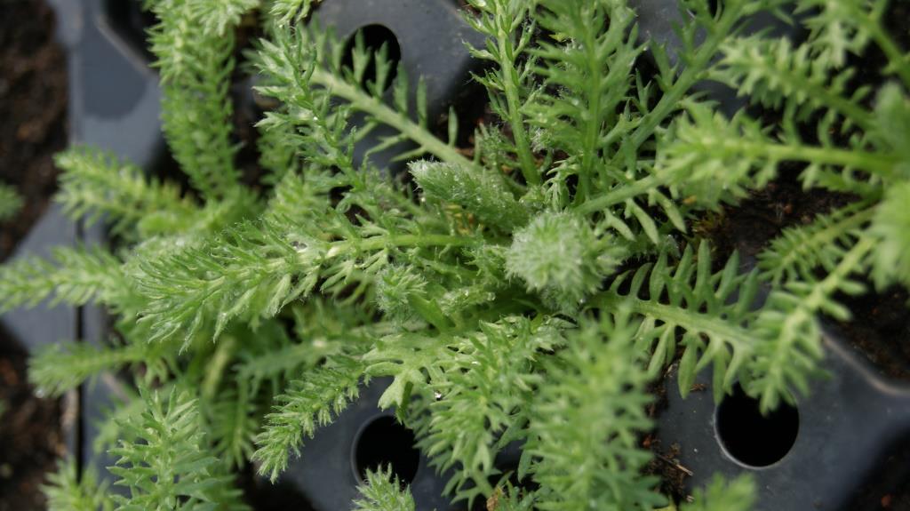 Achillea tomentosa, Teppichschafgarbe
