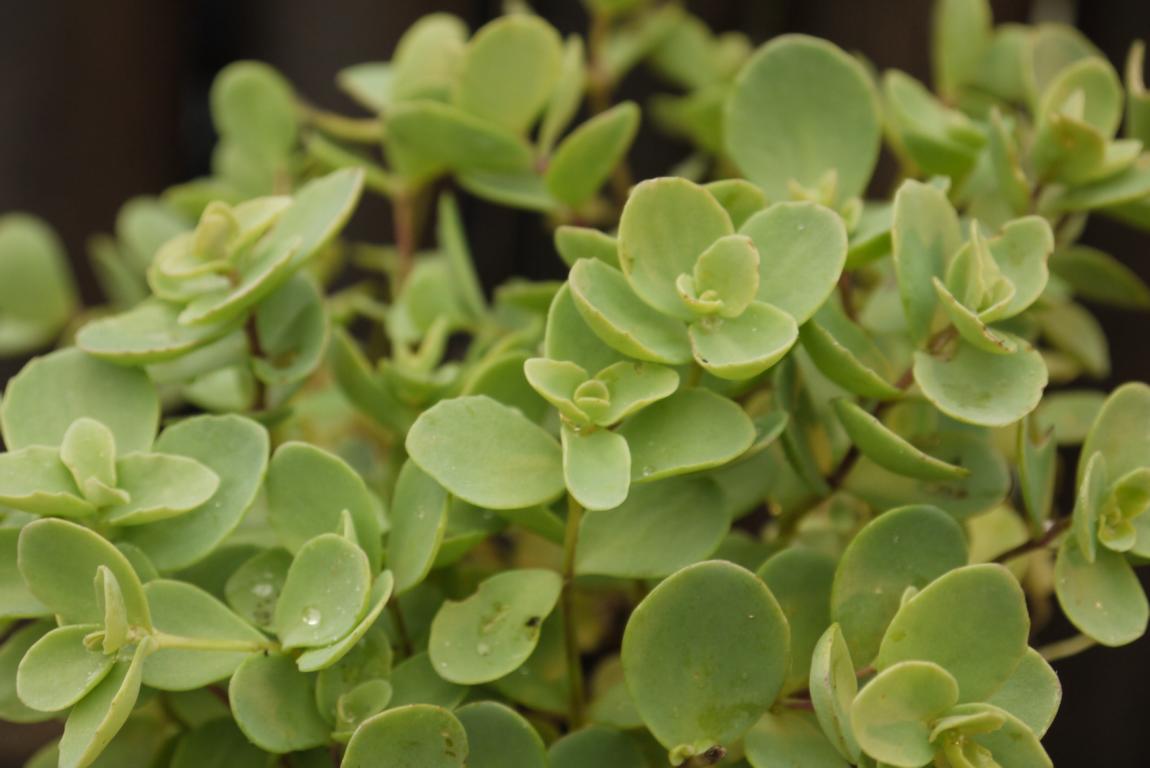 Sedum ewersii, Himalaja-Fettblatt