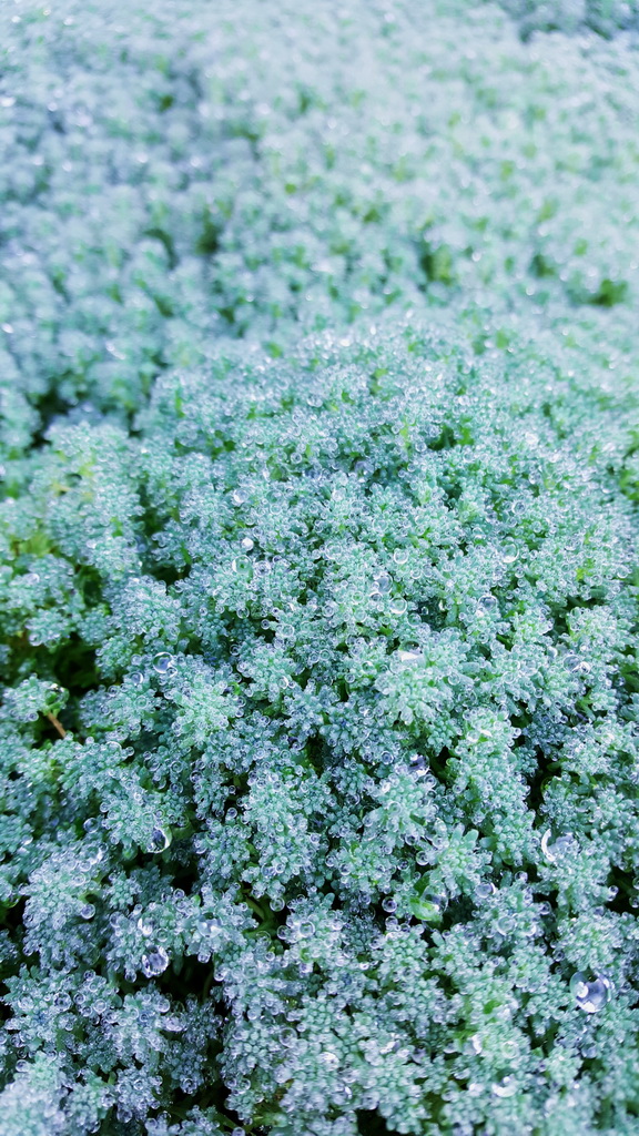 Sedum hispanicum, Spanischer Mauerpfeffer