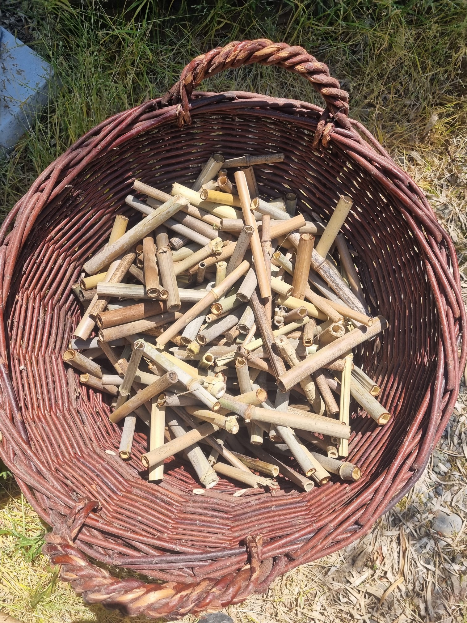 Nisthilfen Baumaterial - Bambusstangen aus eigenen Anbau