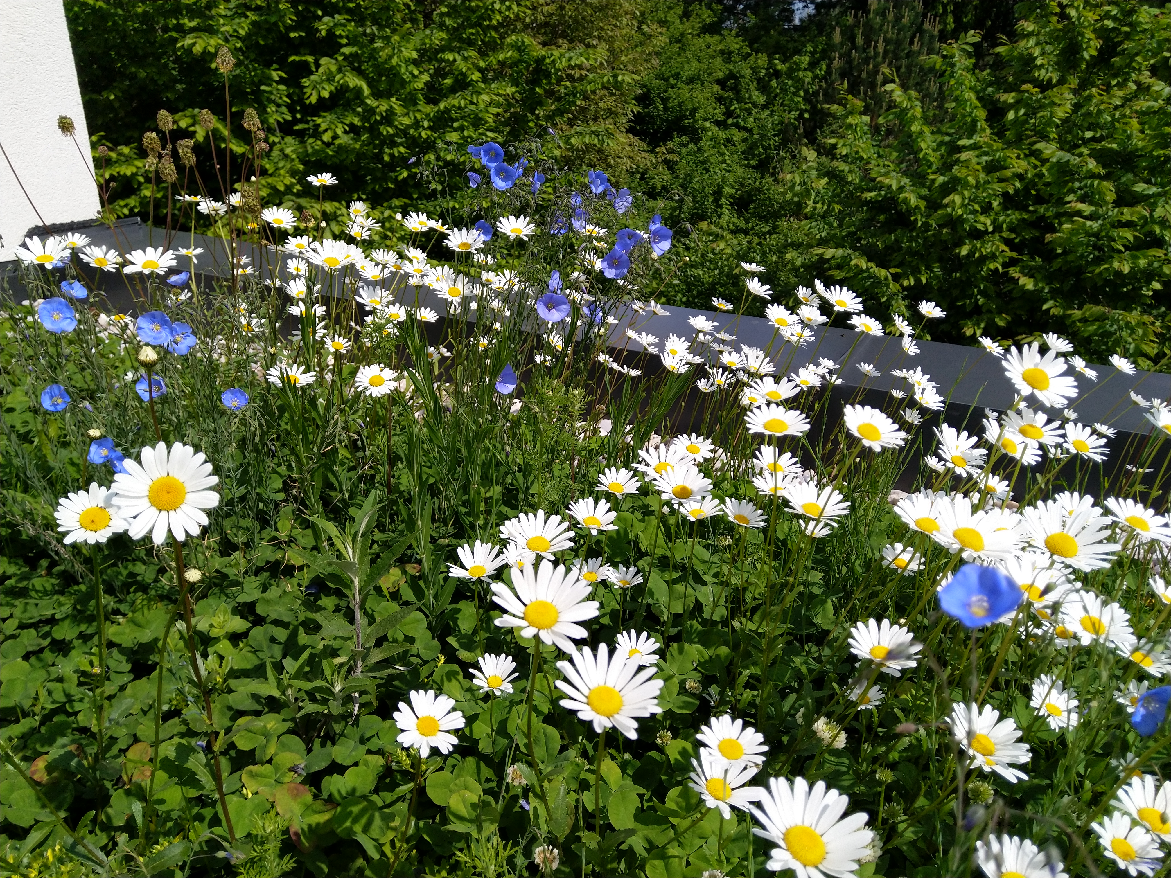 Aster Alpinus, Alpen-Aster