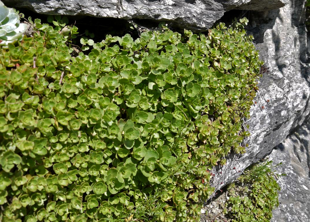 Sedum spurium album superbum, Teppich-Sedum