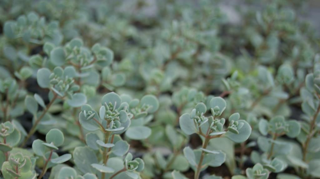 Hylotelephium cauticola, Himalaja Fetthenne