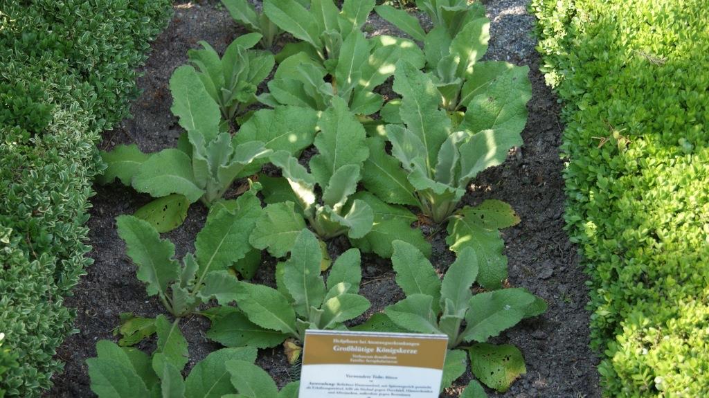 Verbascum nigrum, dunkle Königskerze