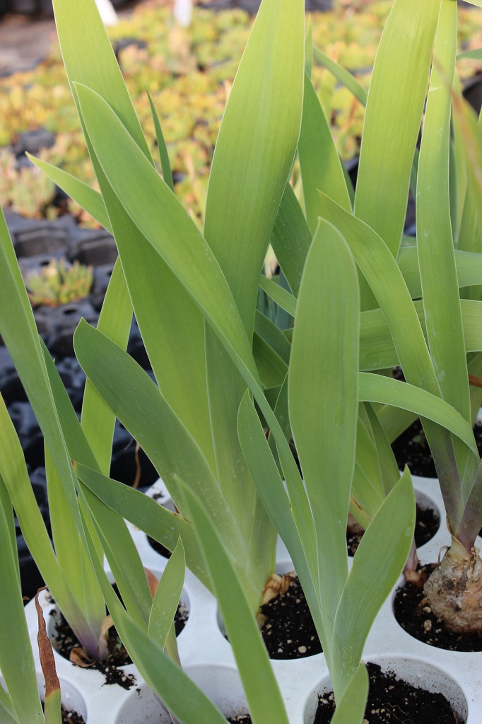 Iris pumila, Zwergiris