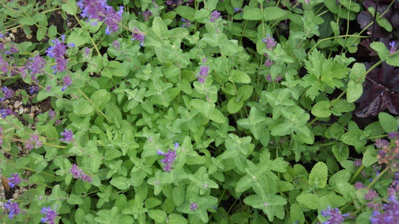 Nepeta racemosa, Katzenminze