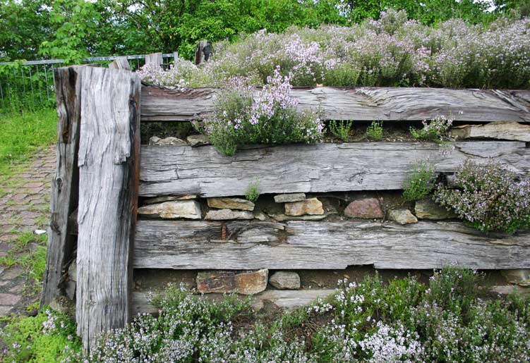 thymus-vulgaris-echter-thymian-fam-hantusch-dachgarten24 Thymus vulgaris, Echter Thymian