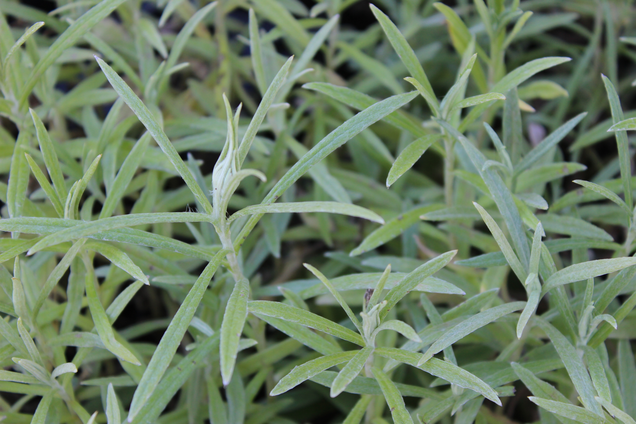Anaphalis triplinervis- Himalaya Perlkörbchen