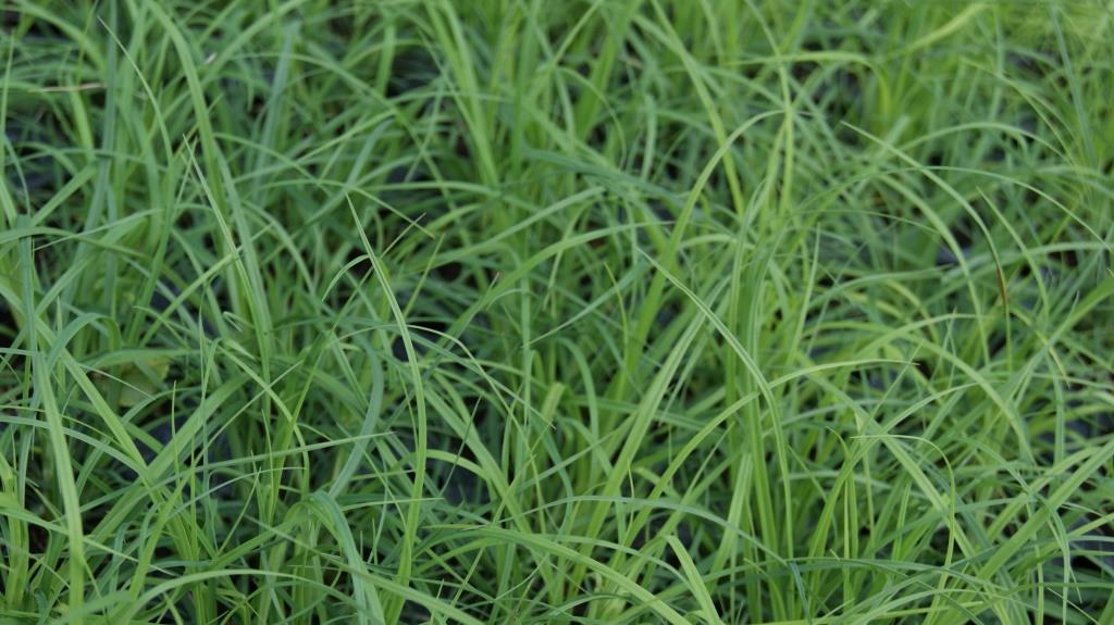 DSC05455 Carex flacca - Blaugrüne Segge