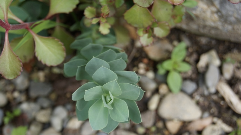 Euphorbia myrsinites, Walzenwolfsmilch