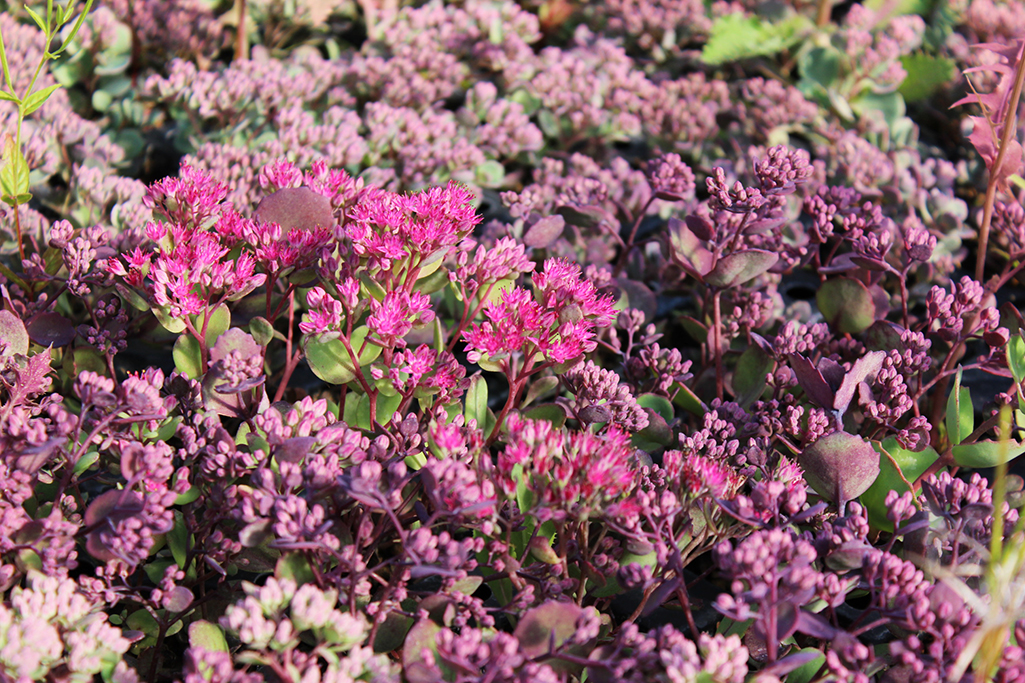 Sedum-cauticolumxSFbblxeN7Awq Hylotelephium cauticola, Himalaja Fetthenne