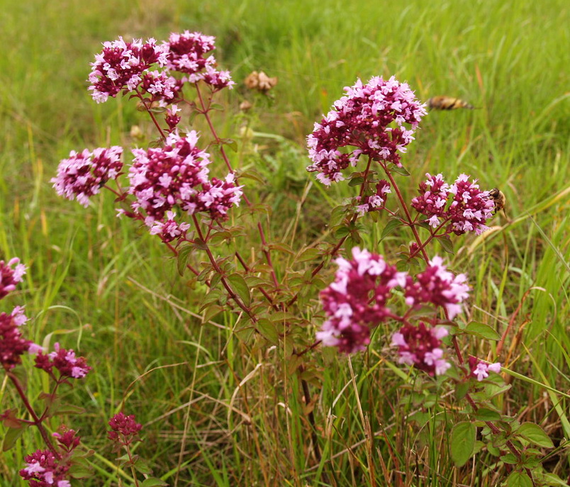 Origanum vulgare, wilder Majoran