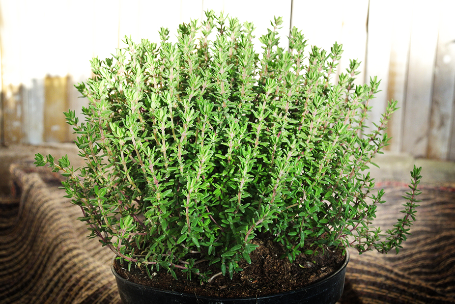 Thymus vulgaris, Echter Thymian