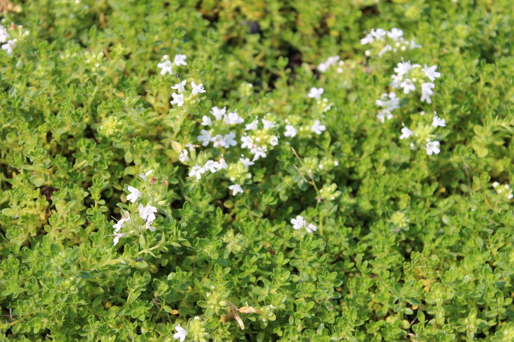 Thymus-weiss Thymus serpyllum Albus – Weißer Sand-Thymian