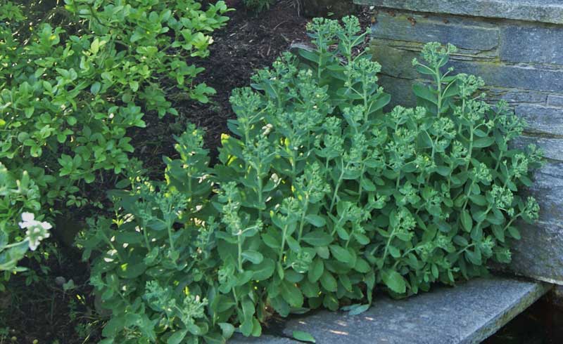 Hylotelephium Herbstfreude, Hohes-Fettblatt