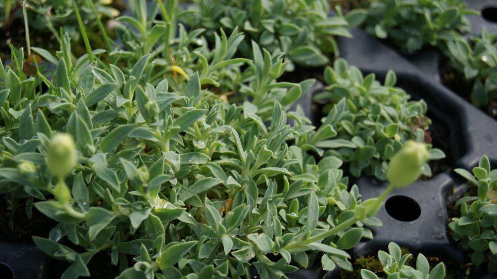 dsc00376 Silene uniflora, Leimkraut