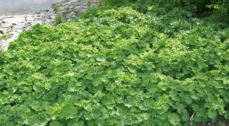 Alchemilla mollis, Weicher Frauenmantel