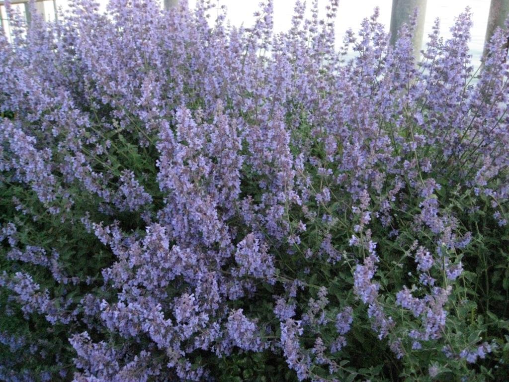Nepeta racemosa, Katzenminze
