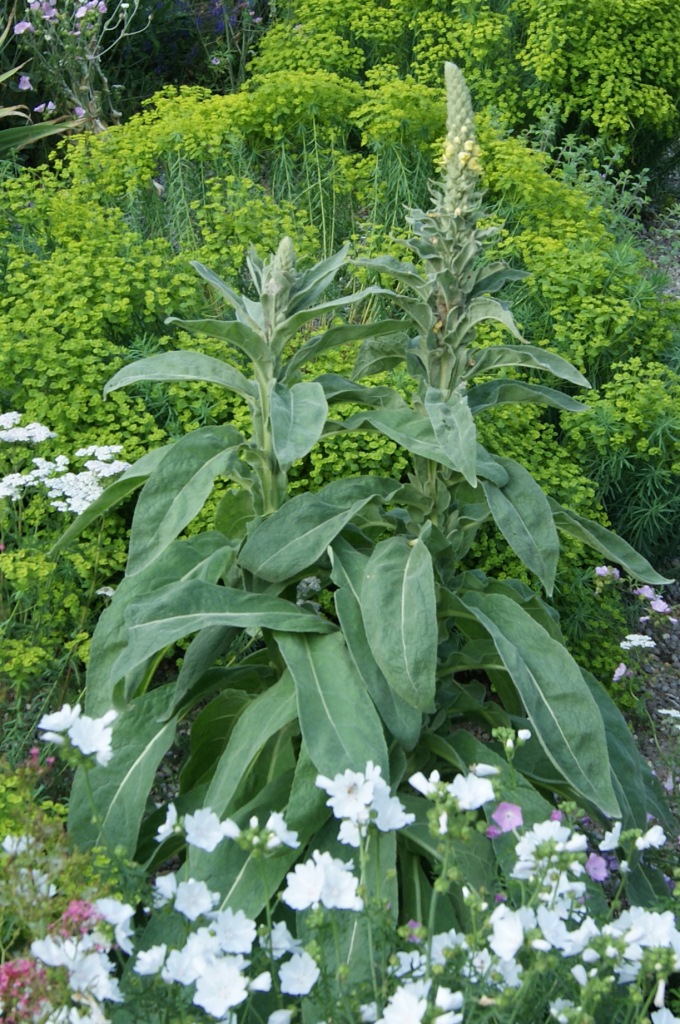Verbascum nigrum, dunkle Königskerze