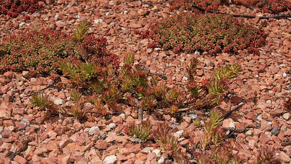 Sedum rupestre, Felsen-Fetthenne