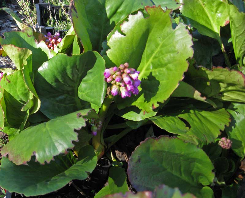 Bergenia cordifolia, Riesensteinbrech