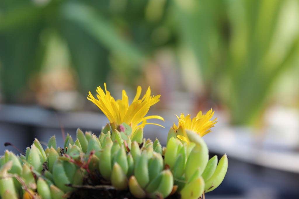 Delosperma congestum, Gelbe Mittagsblume