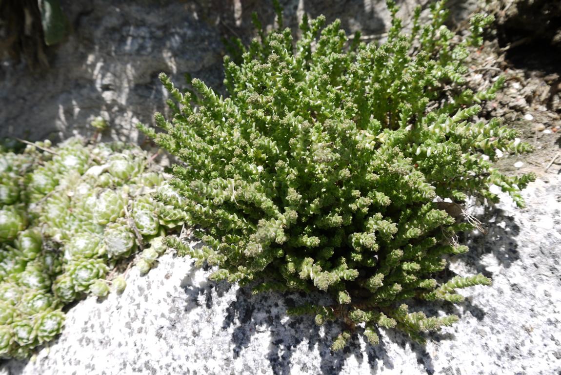 Sedum acre, Scharfer Mauerpfeffer