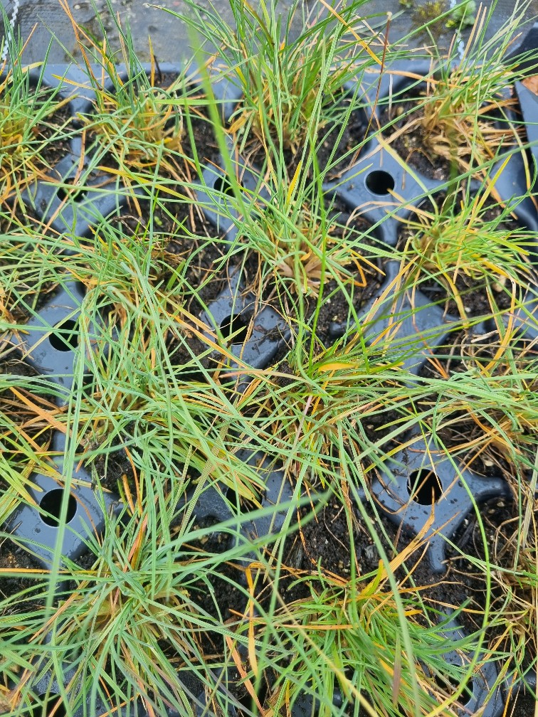 Festuca cinerea glauca, Blauschwingel