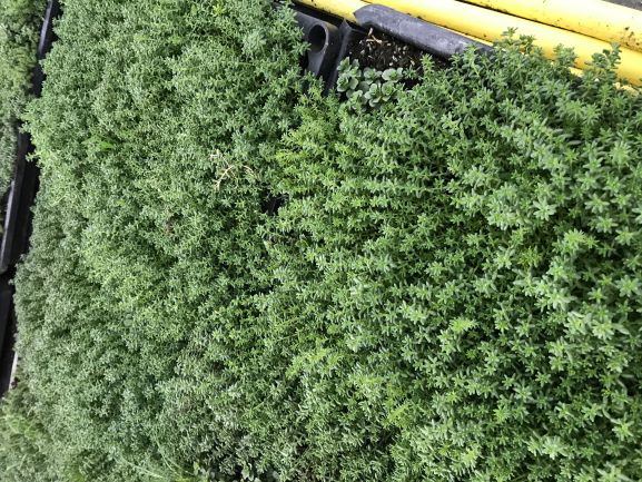 Pflanzenteppiche Sedum
