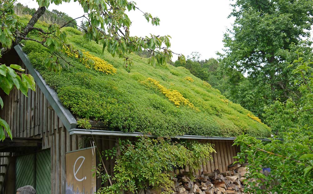dachgarten24-gruendach-sedum3