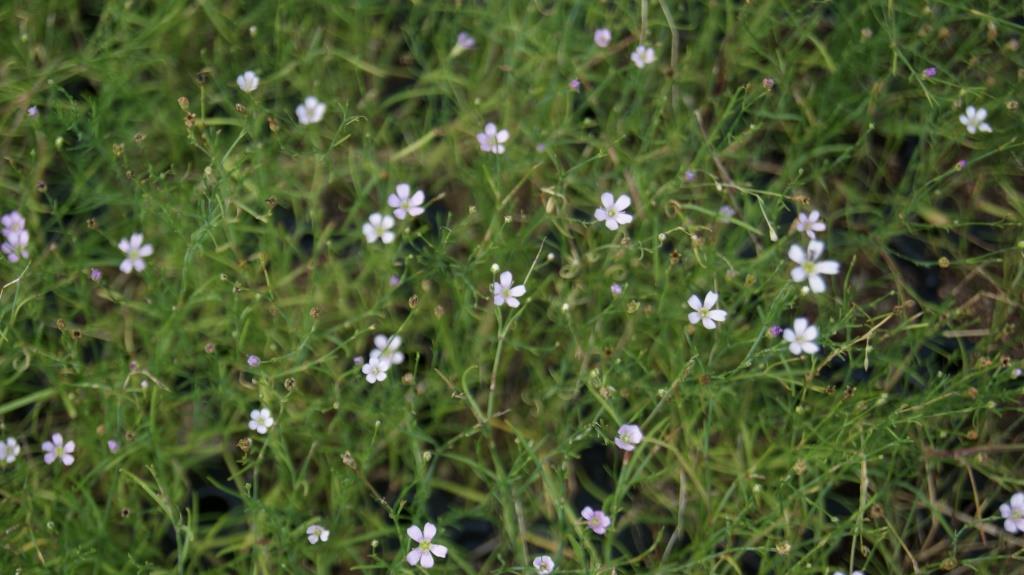 Petrorhagia saxifraga, Felsennelke