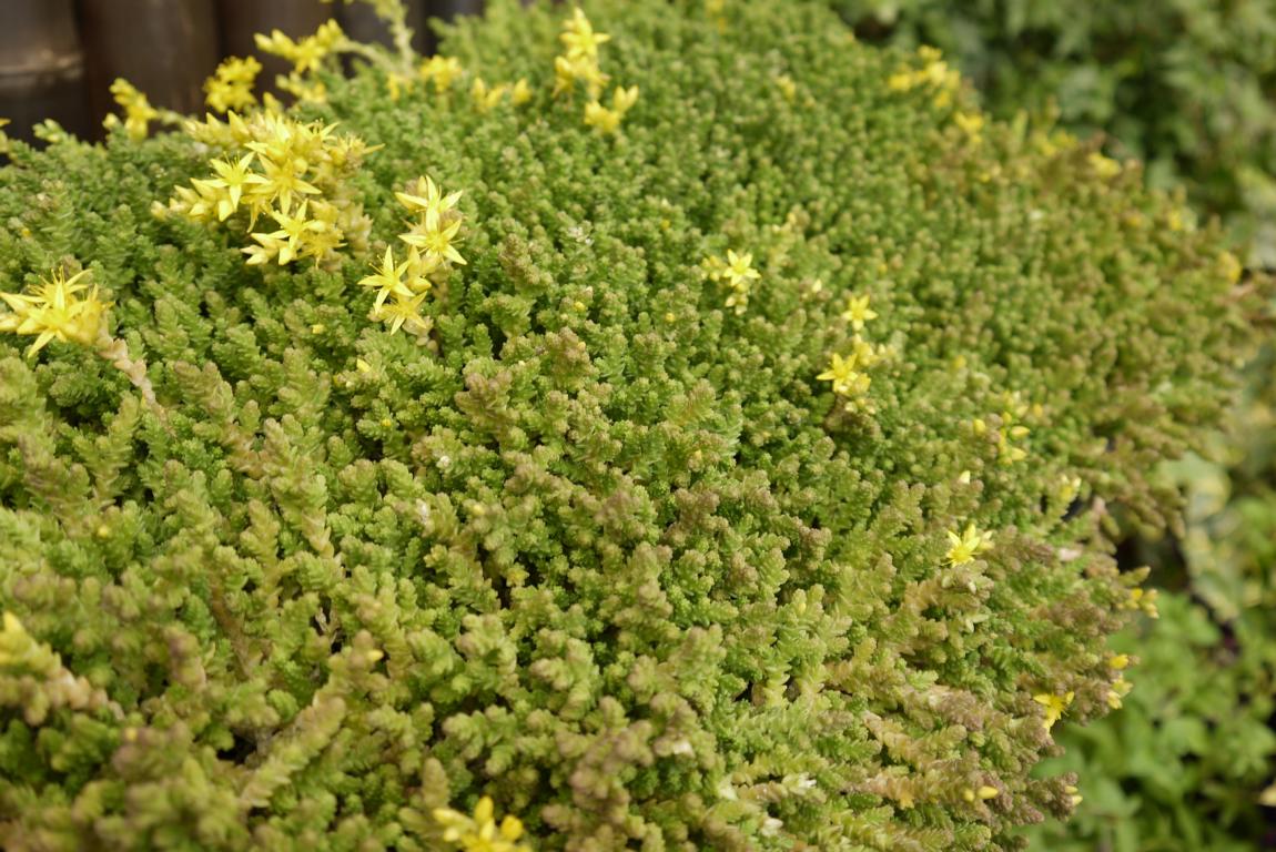 sedum-acre-dachgarten24-11 Sedum acre, Scharfer Mauerpfeffer