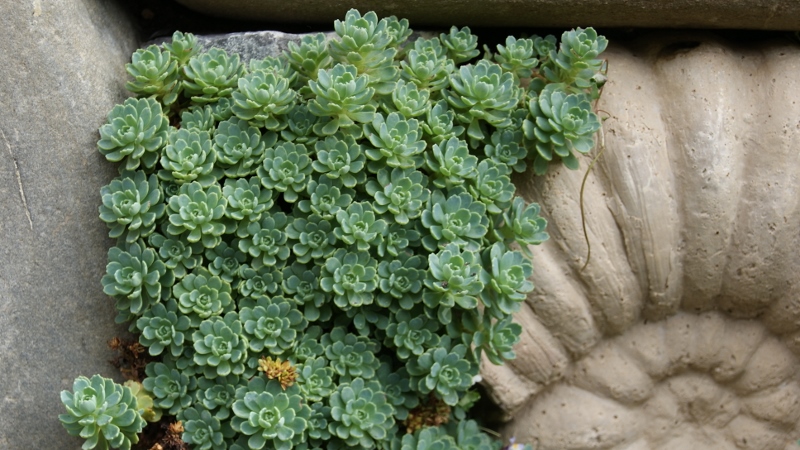 Rhodiola primuloides var. pachyclados, Afghanischer Rosenwurz