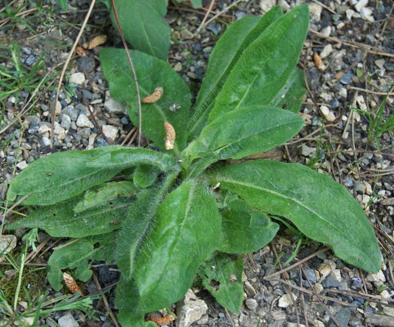 Hieracium aurantiacum, roter Habicht